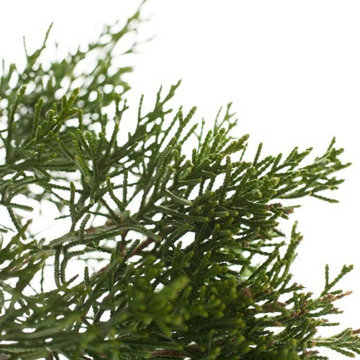 Organic Christmas Fragrance Emulsion with Floral Notes (Water Soluble)