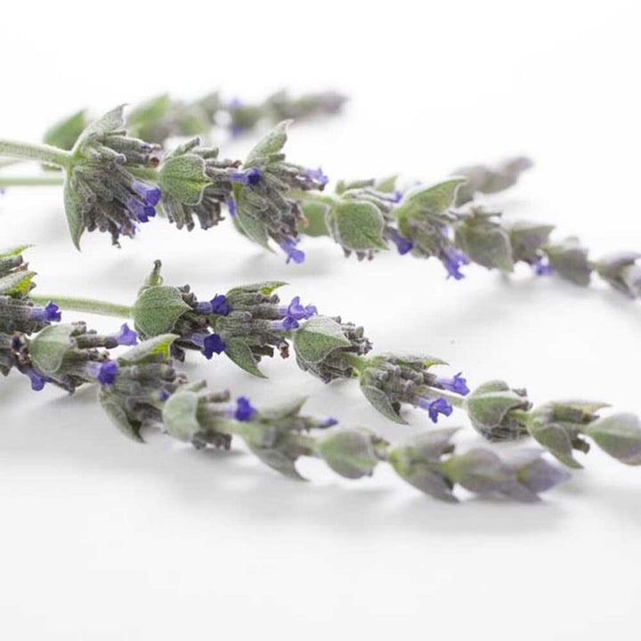 Organic English Lavender Fragrance Emulsion with Floral Notes (Water Soluble)