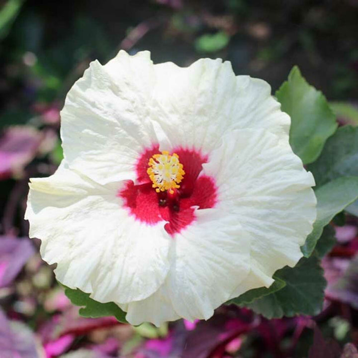 Organic Hibiscus Fragrance Powder