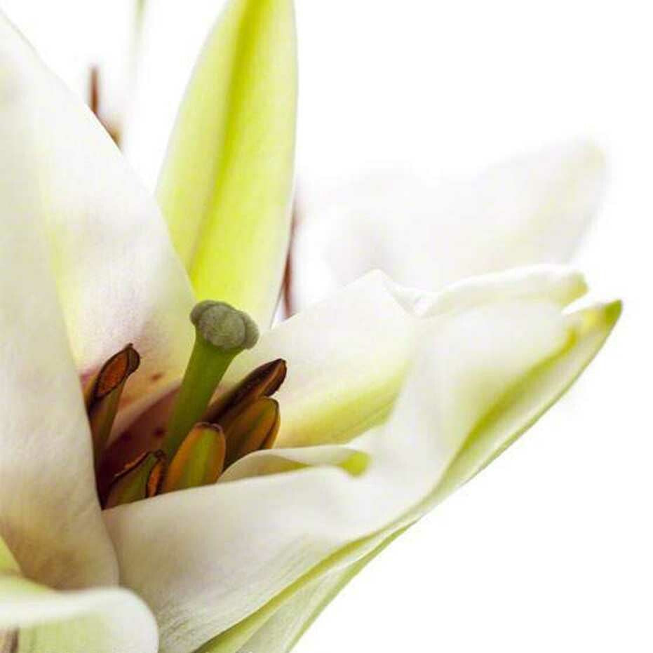 Organic Honeysuckle Fragrance Powder