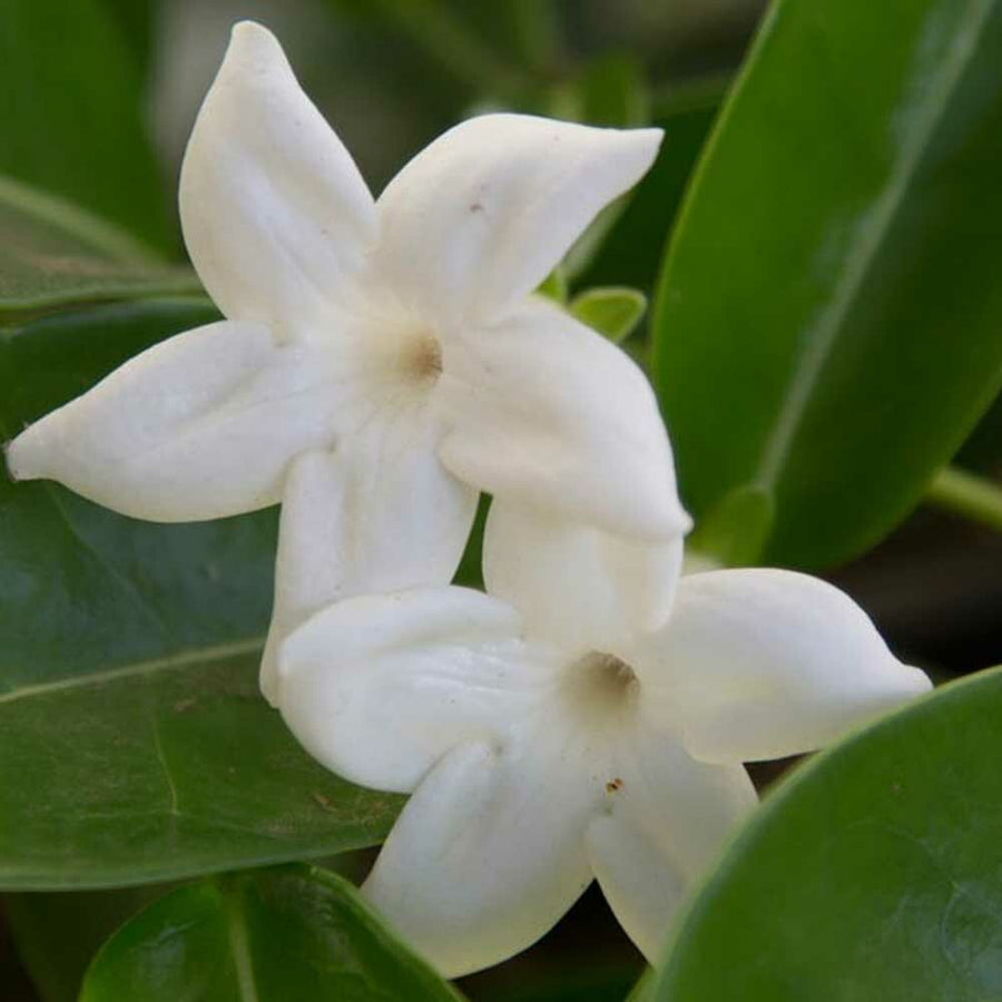 Organic Jasmine Coffee and Tea Flavoring