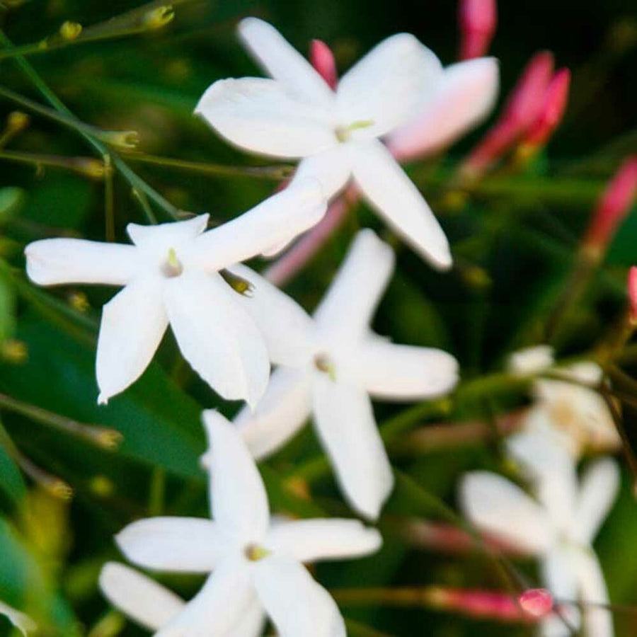 Jasmine Cotton Candy Floss Sugar, Organic