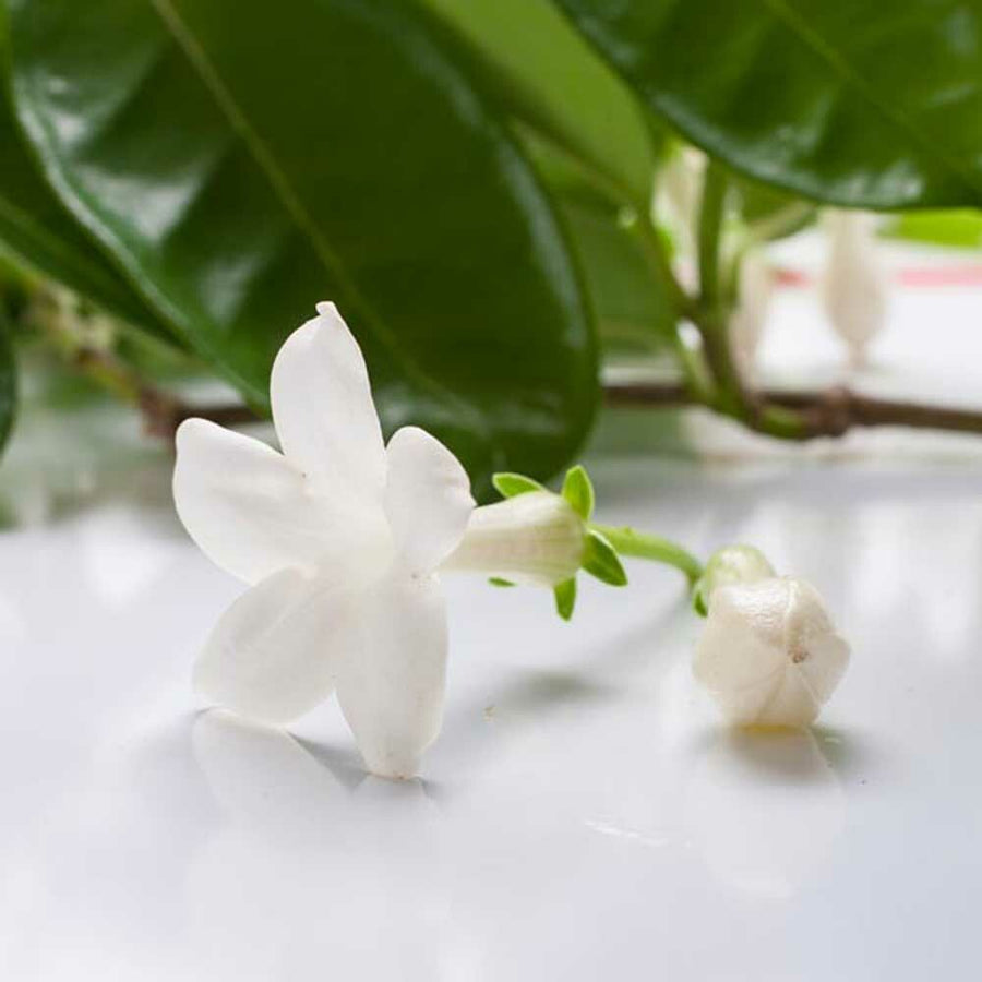 Organic Jasmine Fragrance Emulsion with Floral Notes (Water Soluble)