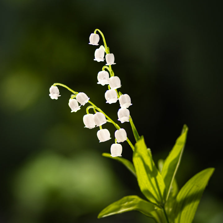 Organic Lily of the Valley Fragrance Powder