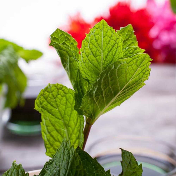 Organic Minty Paradise Fragrance Emulsion (Water Soluble)