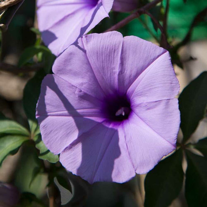 Organic Morning Glory Fragrance Emulsion (Water Soluble)