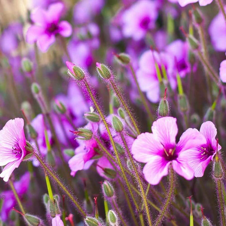 Organic Mountain Flower Fragrance Emulsion with Floral Notes (Water Soluble)