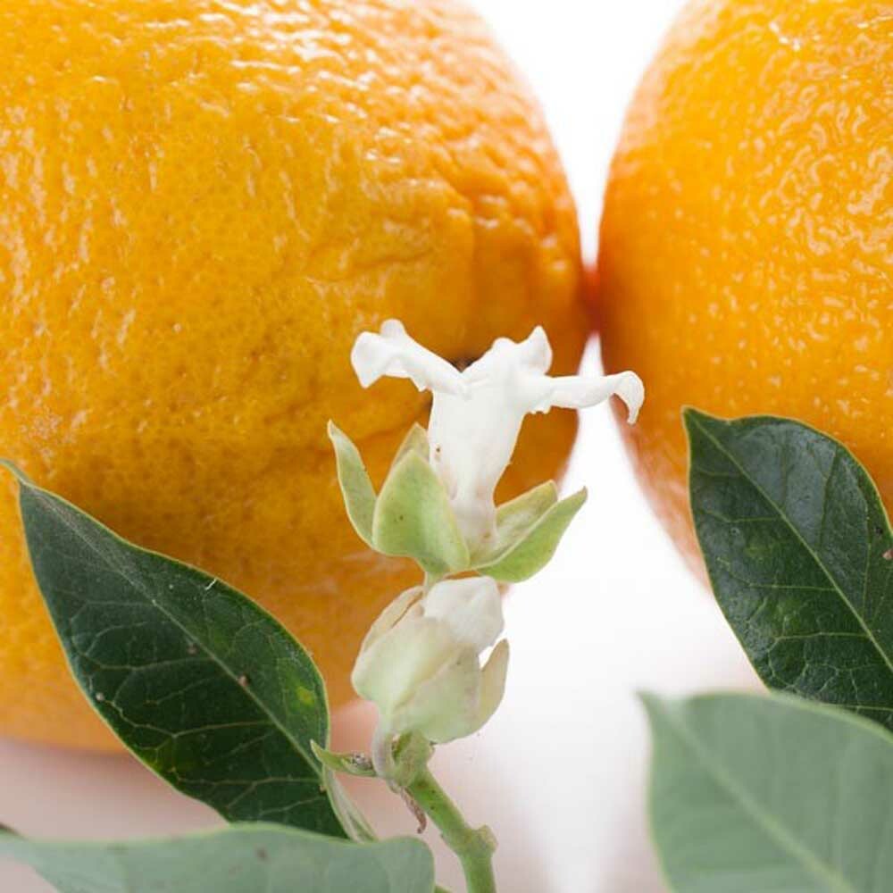 Organic Neroli Fragrance Emulsion (Water Soluble)