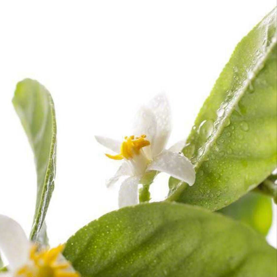 Organic Neroli Fragrance Powder