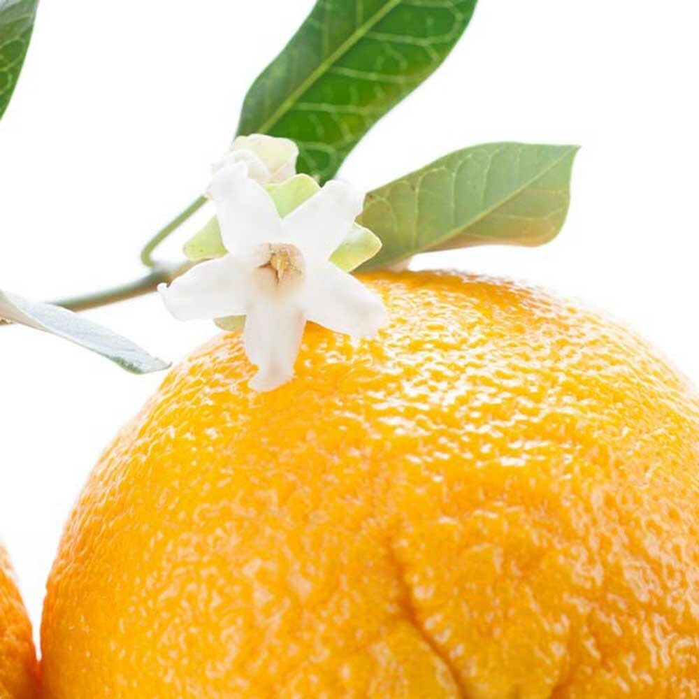 Organic Orange Blossom Fragrance Emulsion (Water Soluble)