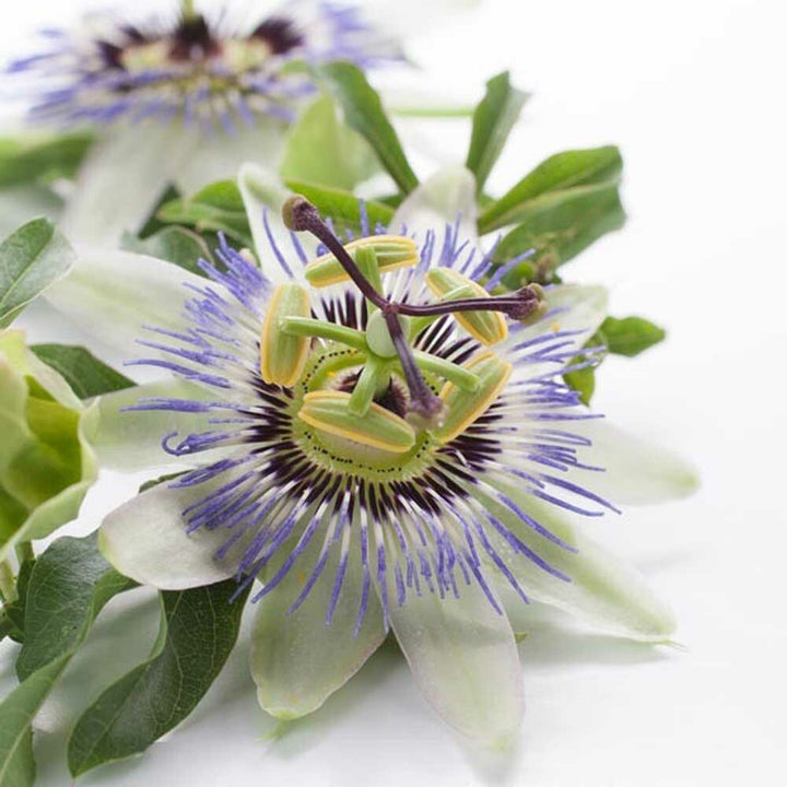 Organic Passion Flowers Fragrance Emulsion (Water Soluble)