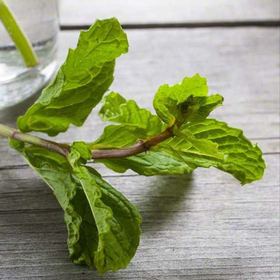 Organic Peppermint Fragrance Powder