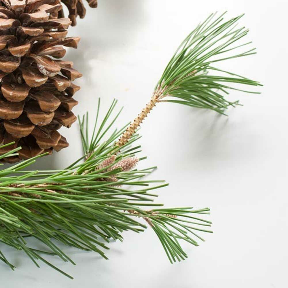Organic Pine Fragrance Emulsion (Water Soluble)