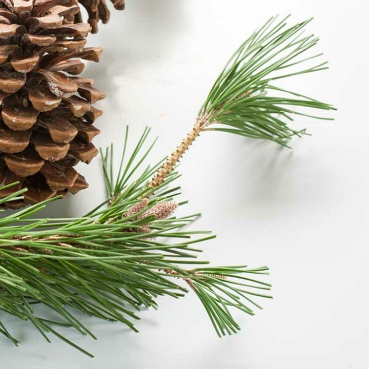 Organic Pine Fragrance Emulsion (Water Soluble)