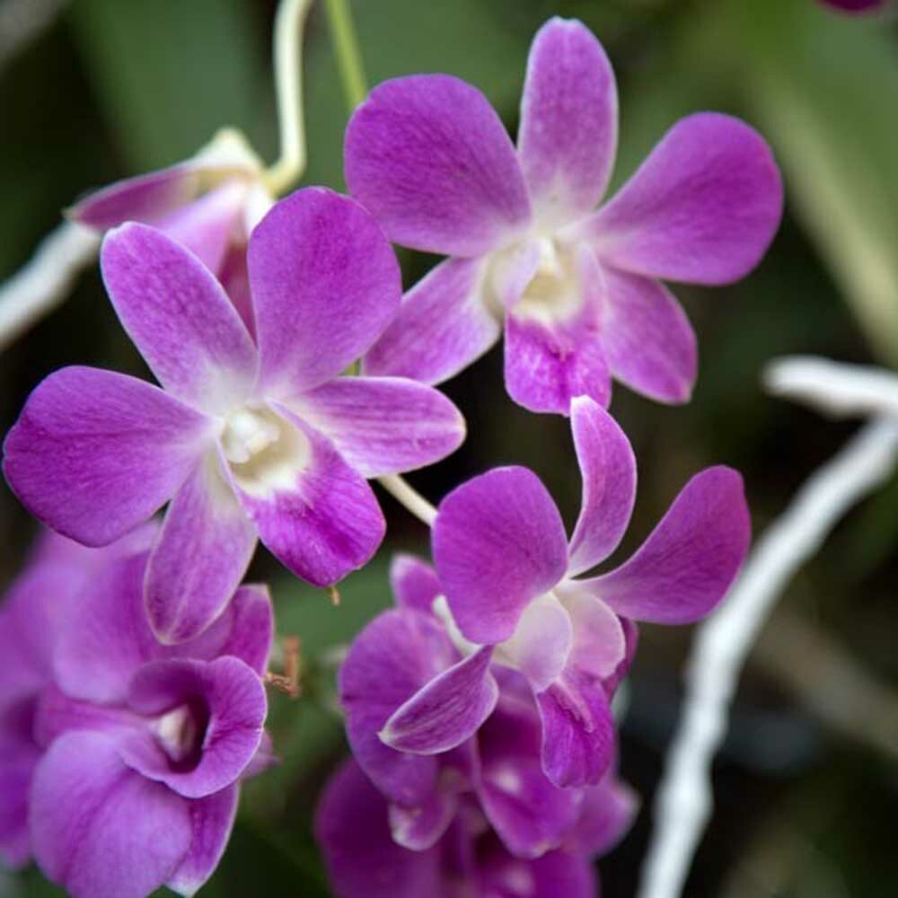 Organic Polynesian Orchid Fragrance Emulsion (Water Soluble)