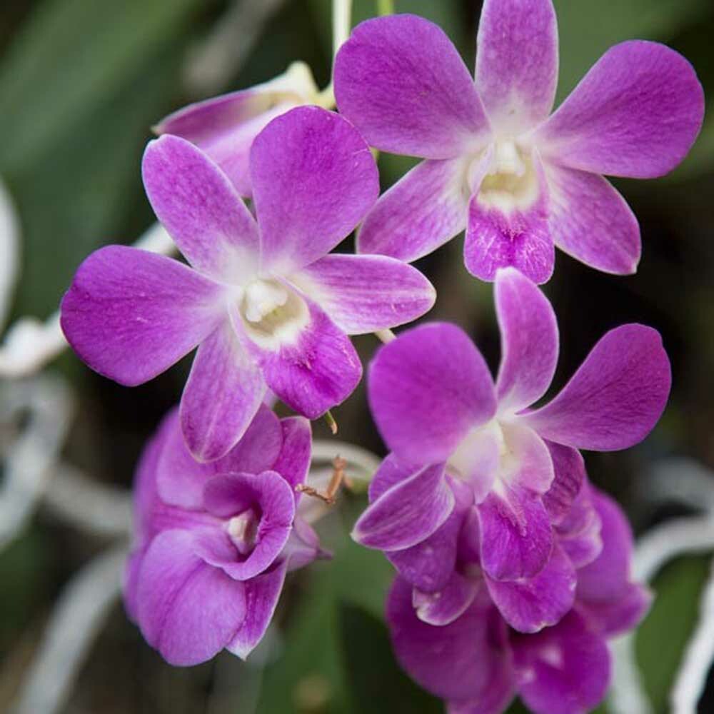 Organic Polynesian Orchid Fragrance Powder