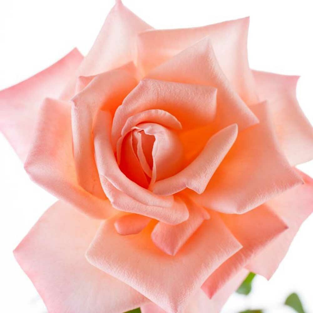 Organic Powder Rose Fragrance Emulsion with Floral Notes (Water Soluble)