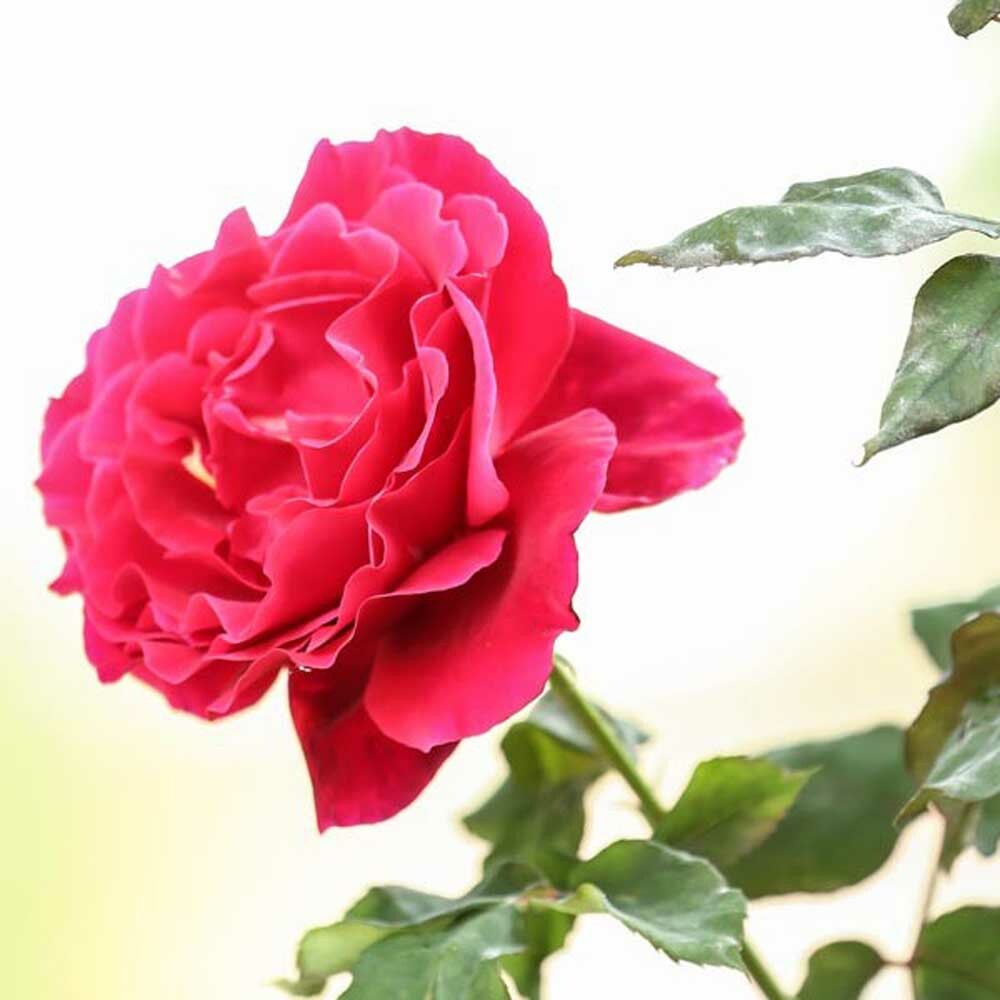 Organic Rose Fragrance Powder