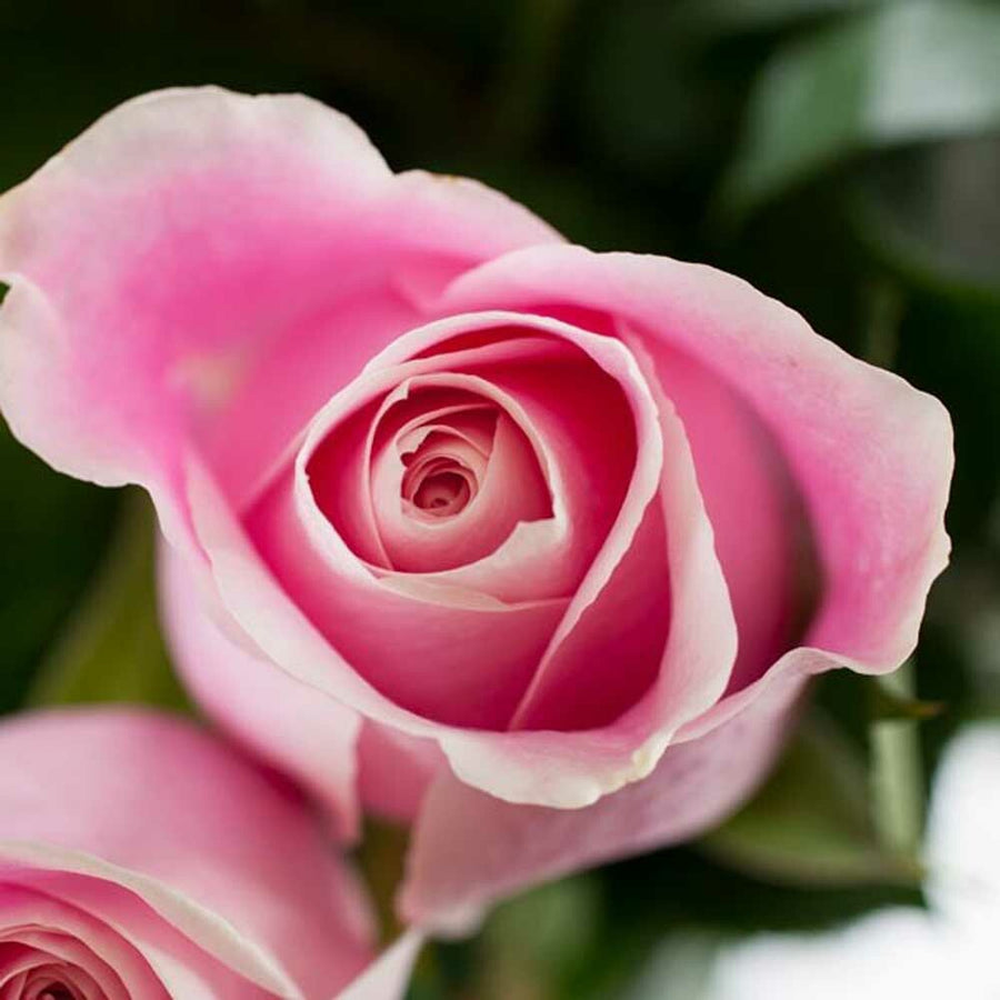 Organic Tea Rose Fragrance Emulsion (Water Soluble)