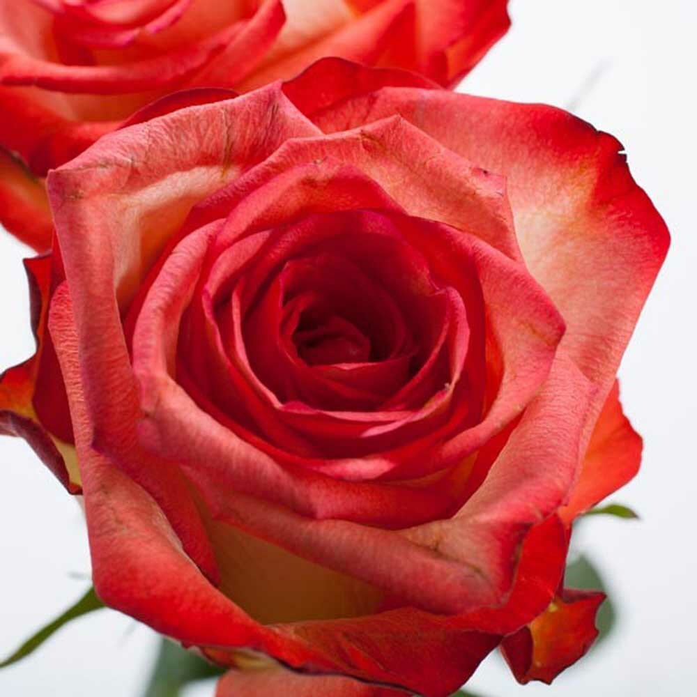 Organic Victorian Rose Fragrance Emulsion (Water Soluble)