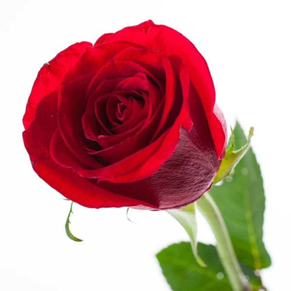 Organic Victorian Rose Fragrance Powder