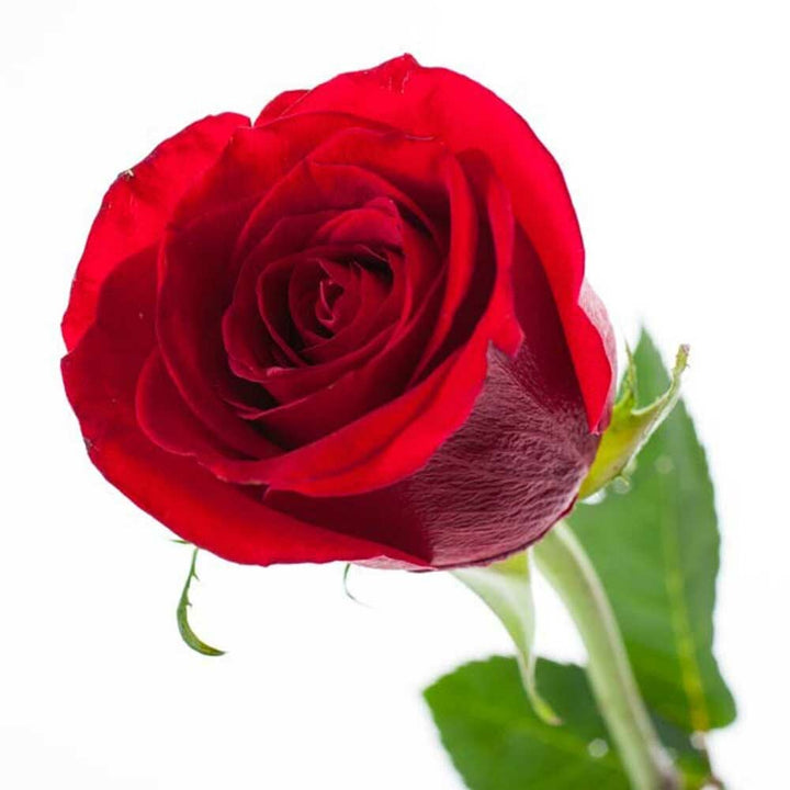 Organic Victorian Rose Fragrance Powder
