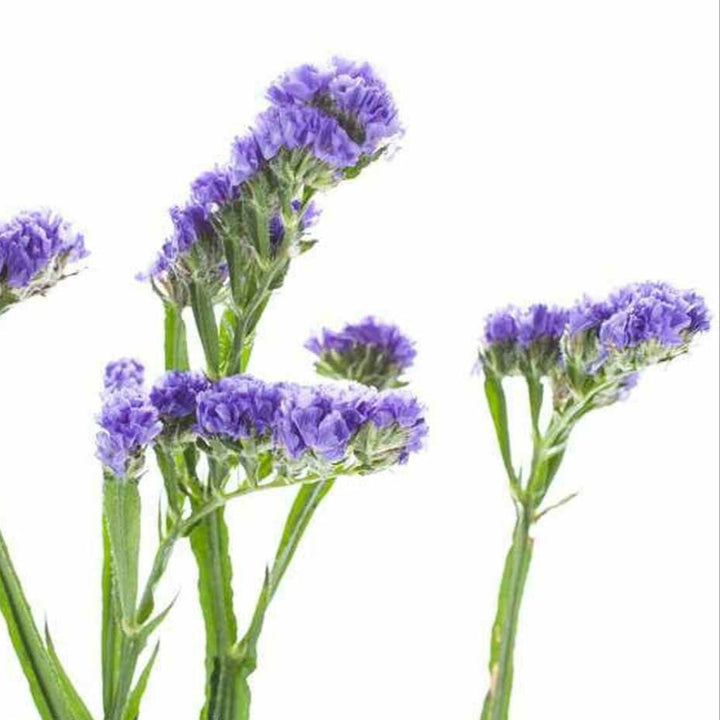 Organic Violet Fragrance Powder