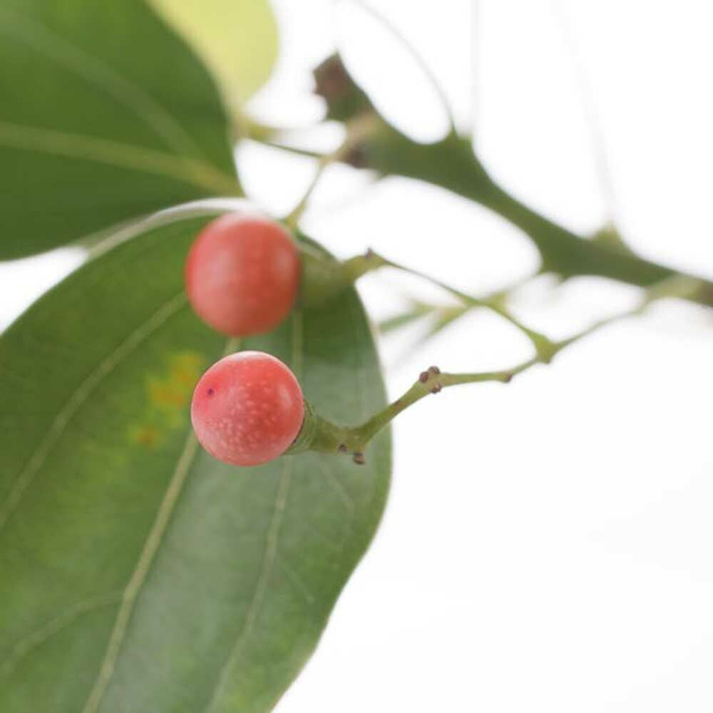 Organic Wintergreen Fragrance Emulsion with Floral Notes (Water Soluble)