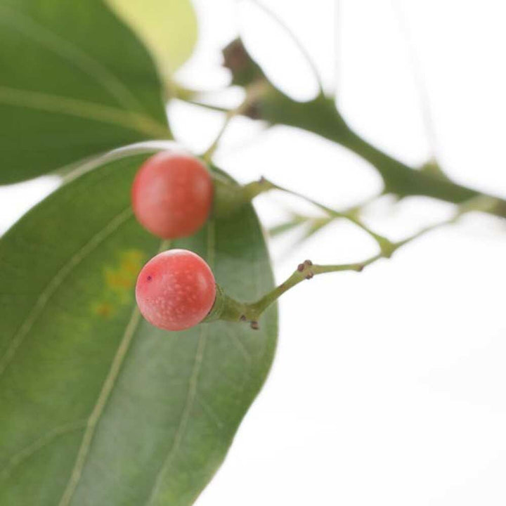 Organic Wintergreen Fragrance Emulsion with Floral Notes (Water Soluble)