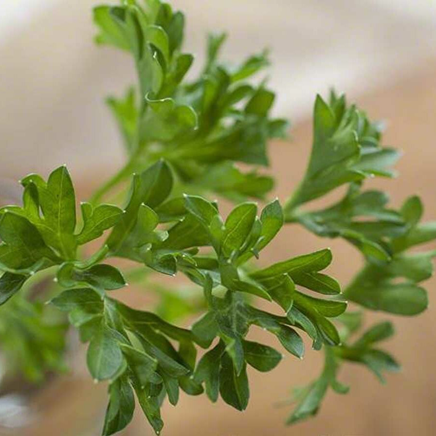 Parsley Flavor Concentrate, Organic