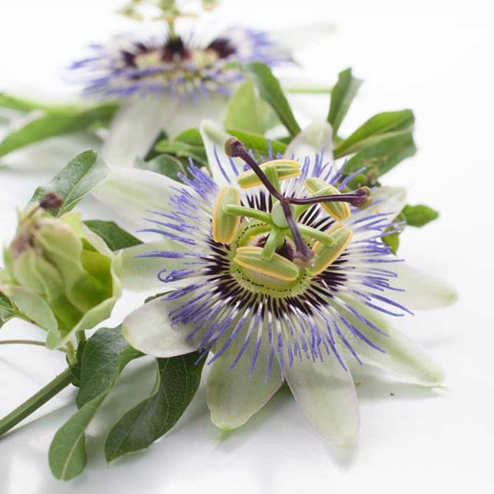 Passion Flower Fragrance Oil (Oil Soluble), Organic