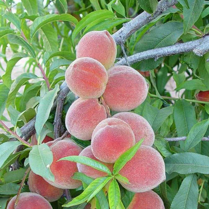 Peach Italian Soda Syrup, Natural
