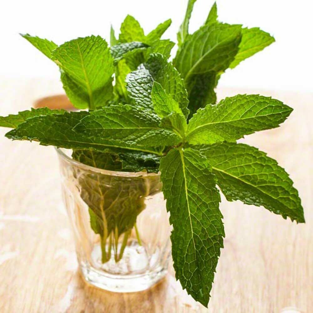 Peppermint Flavor Concentrate (Super Concentrate), Organic