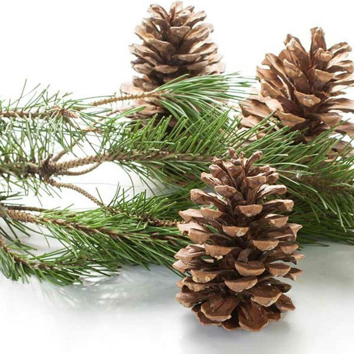 Pine Fragrance Oil (Oil Soluble), Organic