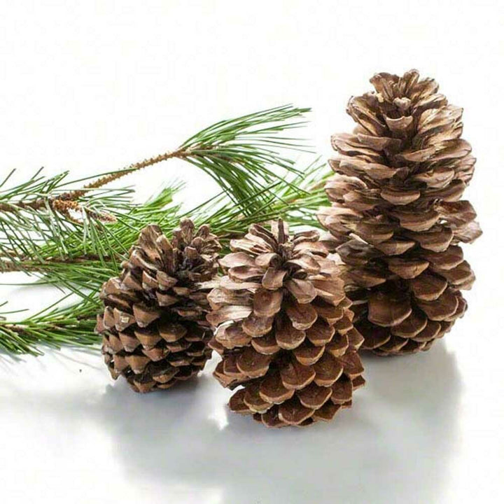 Pine Nut Flavor Concentrate Without Diacetyl