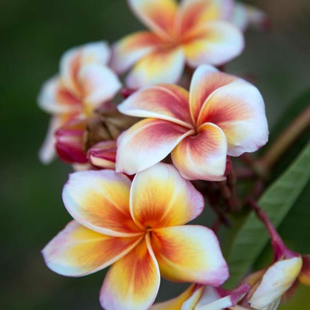 Plumeria Fragrance Oil (Alcohol Soluble), Organic