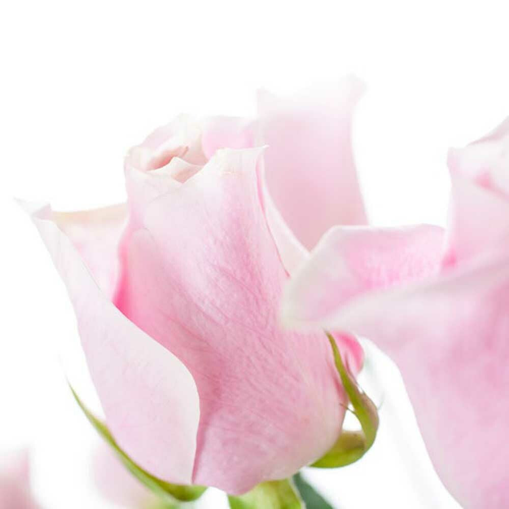 Powder Rose Fragrance Oil (Oil Soluble), Organic