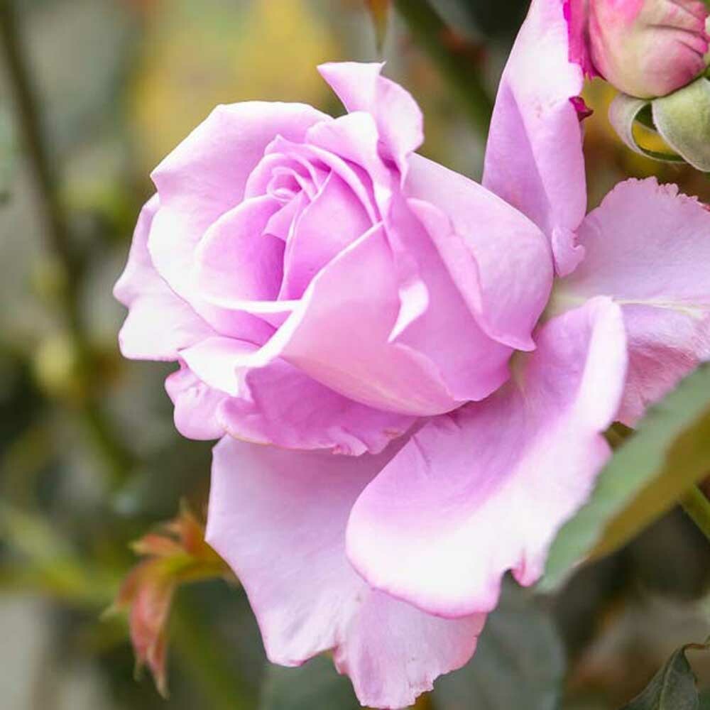 Purple Rose Petal Fragrance Oil (Oil Soluble)