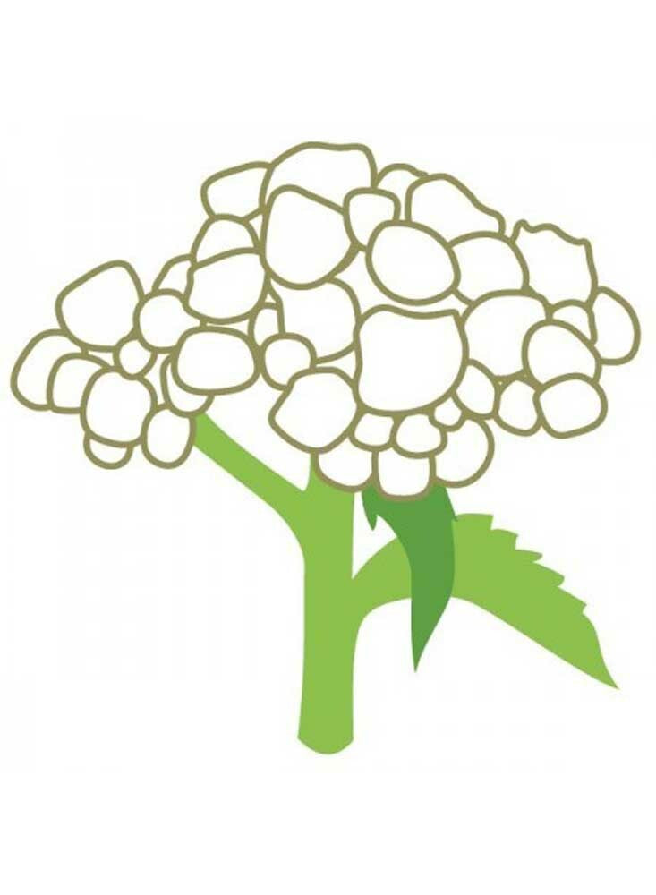 Quinine Extract (Pure) no Added Acids