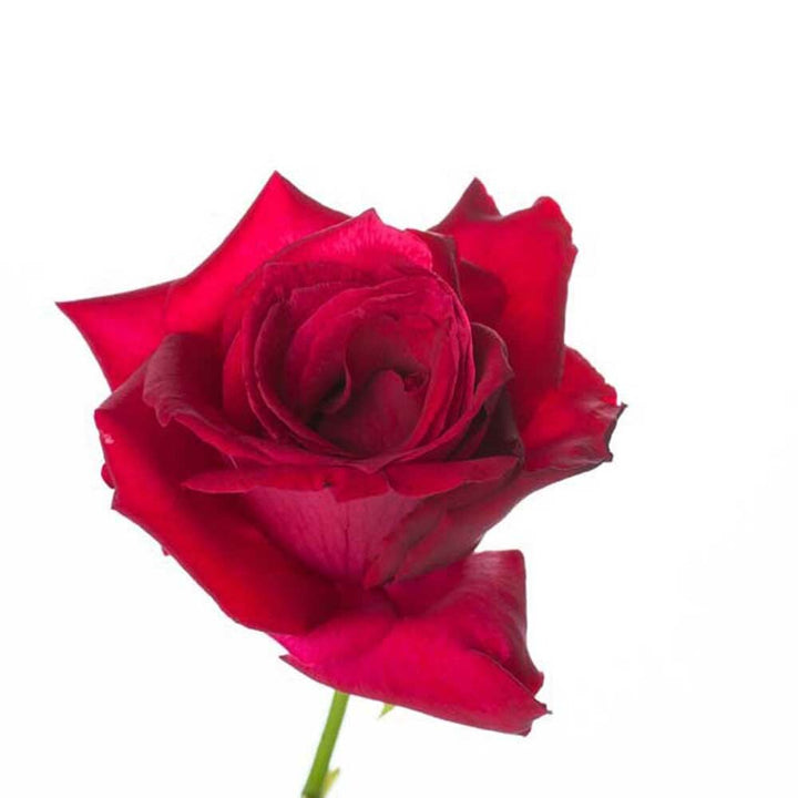 Organic Rose Flavor Oil for Lip Balm