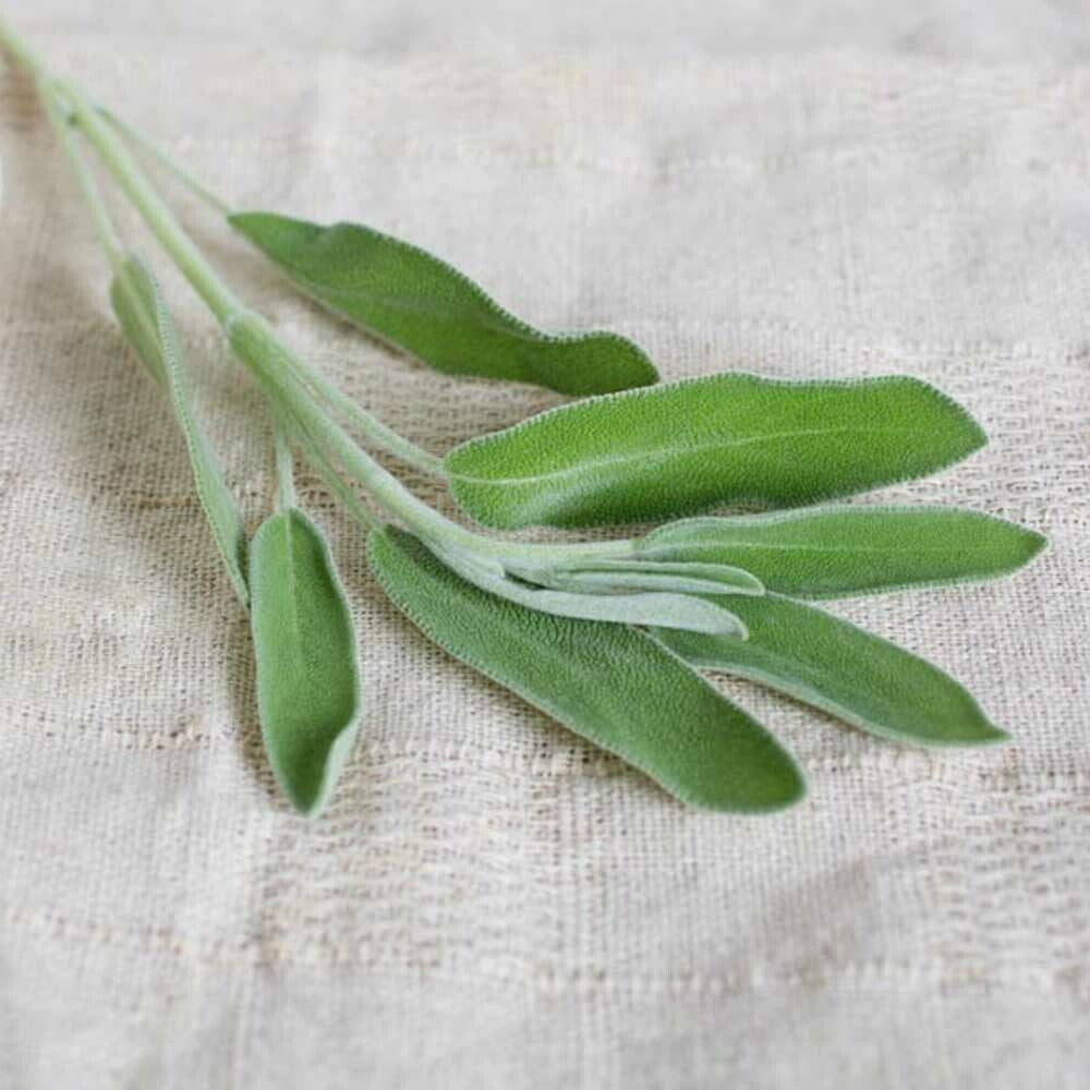 Sage Flavor Extract, Organic