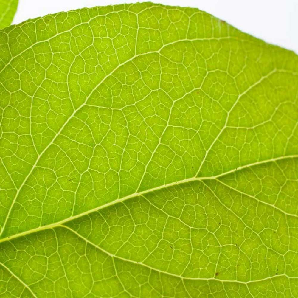 Organic Sassafras Flavor Oil for Lip Balm