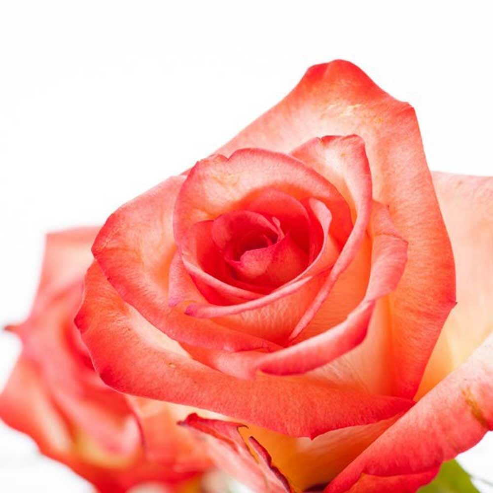 Tea Rose Fragrance Oil (Oil Soluble), Organic