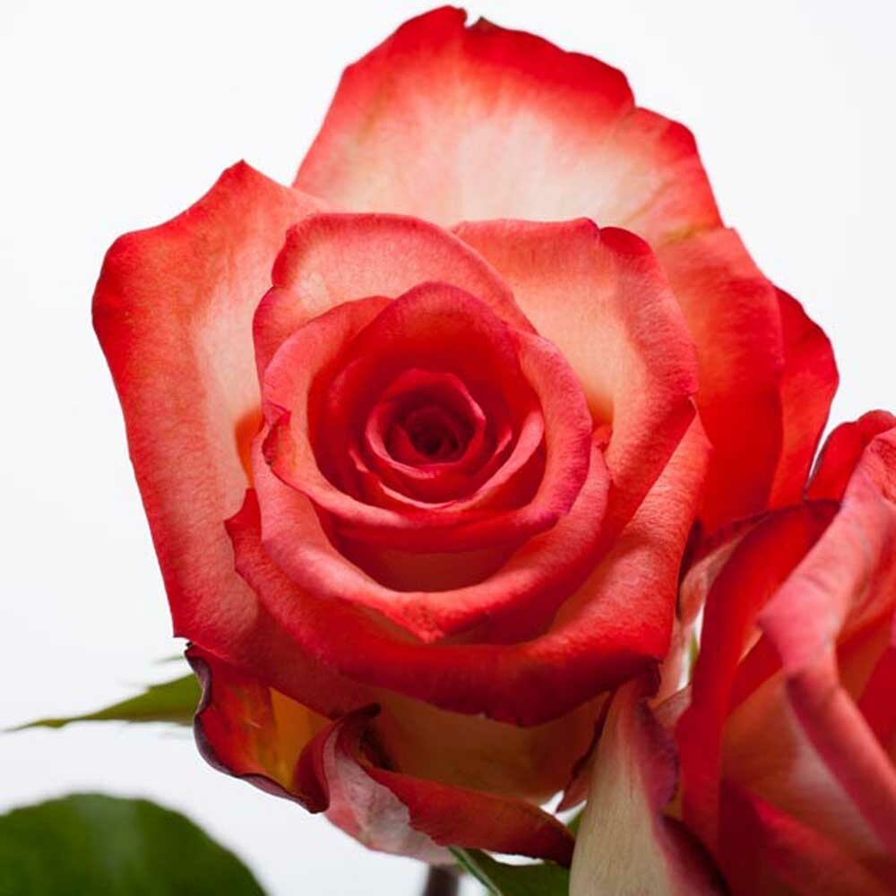 Victorian Rose Fragrance Oil (Oil Soluble)