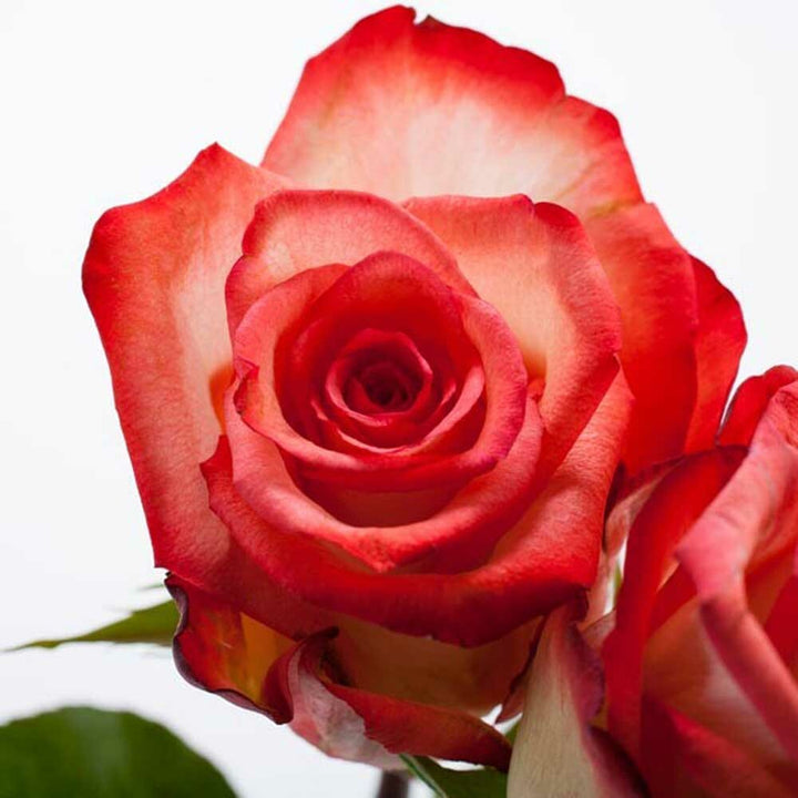 Victorian Rose Fragrance Oil (Oil Soluble)