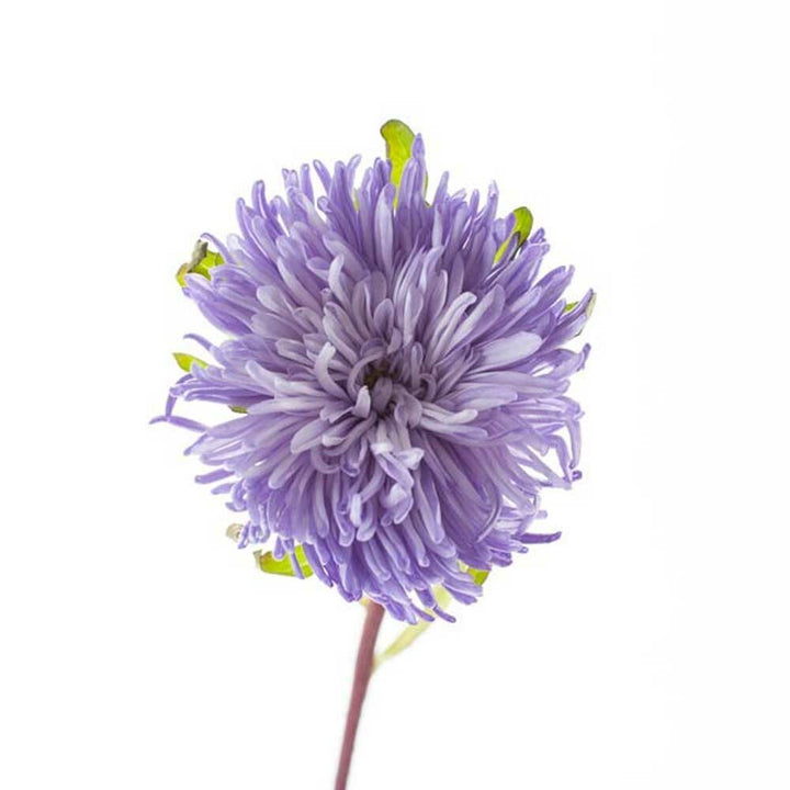 Violet Flavor Concentrate, Organic