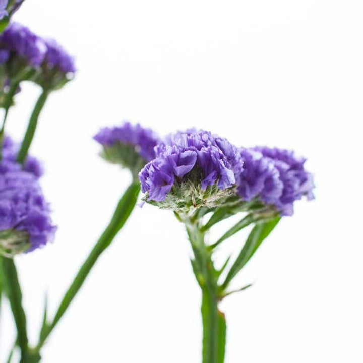 Organic Violet Flavor Oil for Lip Balm