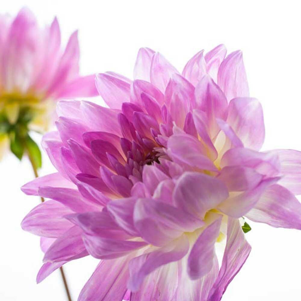 Violet Fragrance Oil (Oil Soluble), Organic