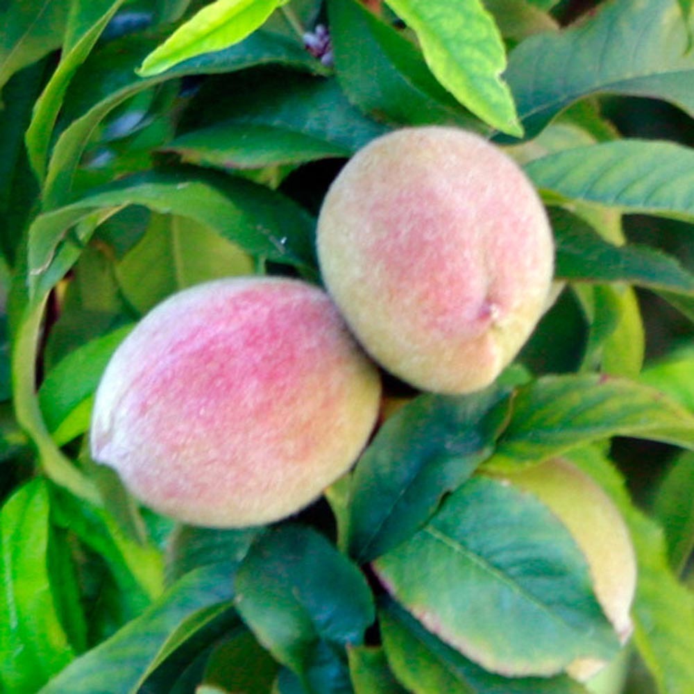 Xylitol Peach Smoothie/Shake Base (Kosher, Vegan, Gluten Free)