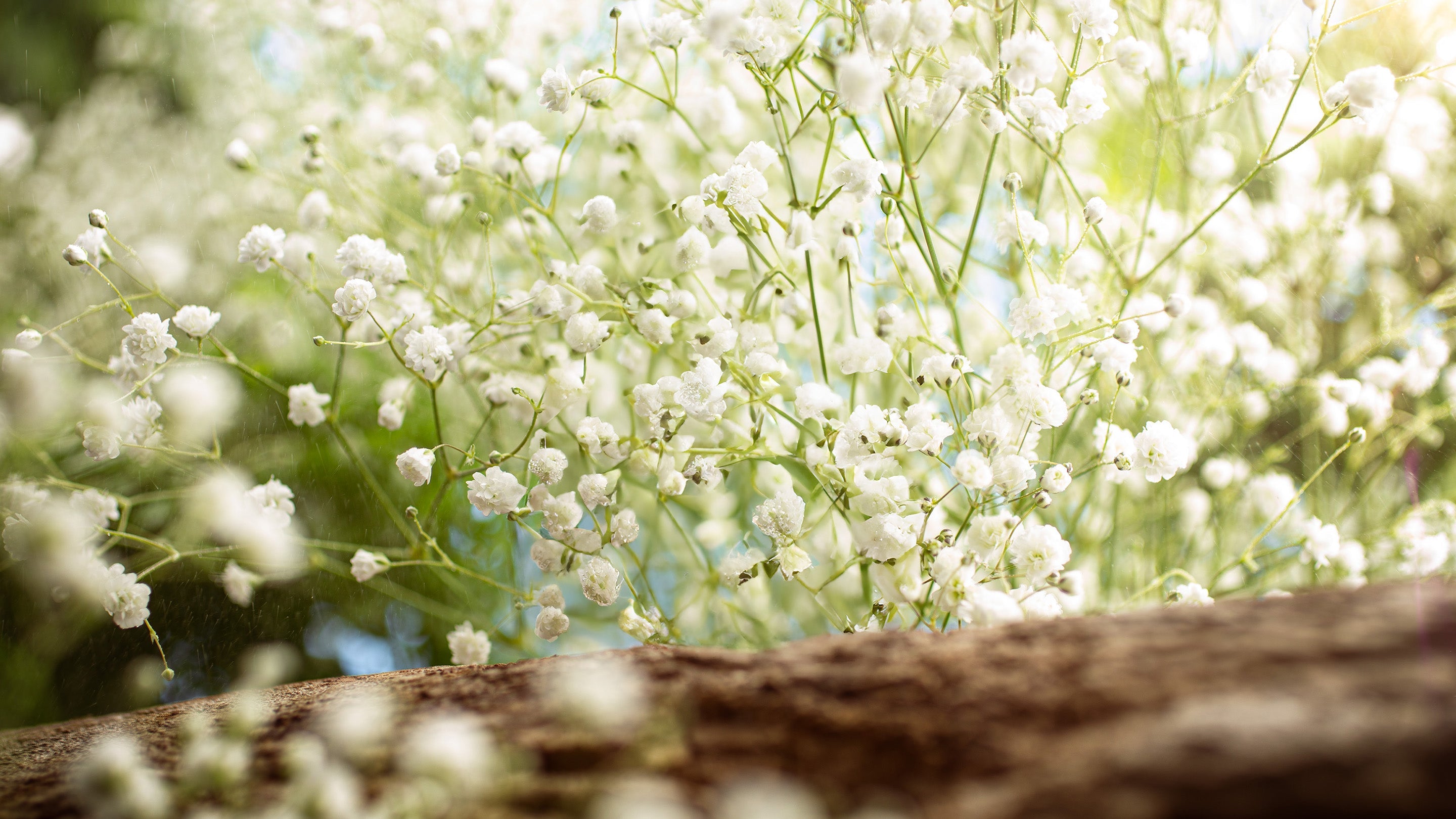 Natural Flavors Natural Fragrances Natural Fragrance Oils